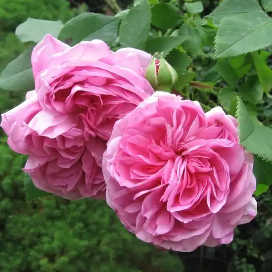 Trandafiri Bourbon - Trandafiri - Louise Odier - 